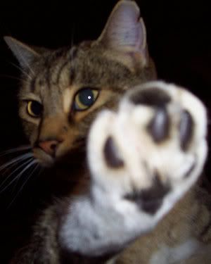 Cat_Vs_Camera_by_Glazed_Illusion.jpg