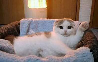 Funny_Cat_by_vampie_bar.jpg