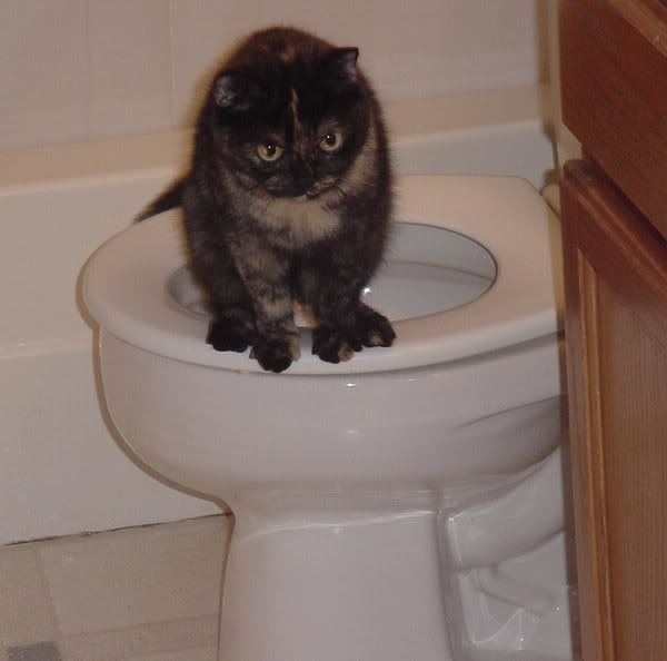 Potty_Trained_Cat__by_IllusenEve.jpg