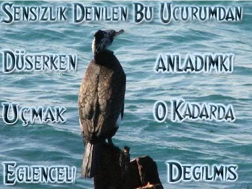 adszhp5.jpg