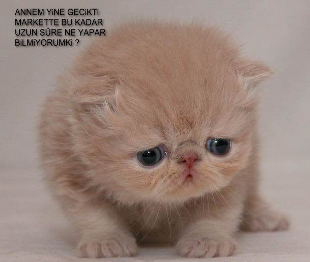 resim257le.jpg