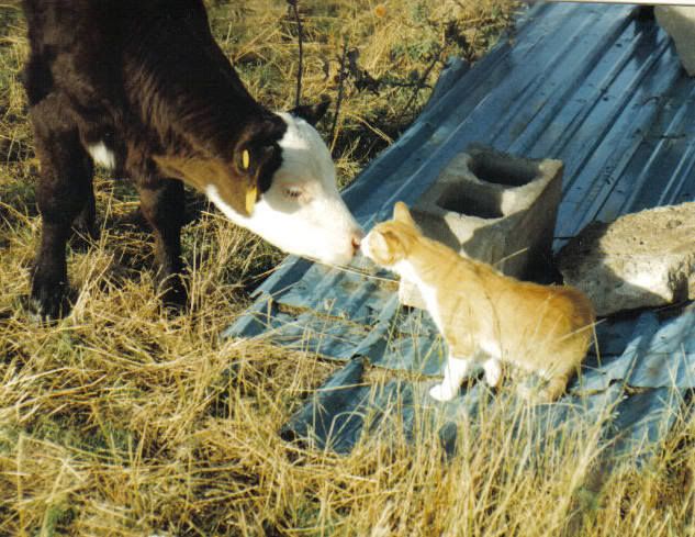 your_a_funny_looking_cow_by_skunkpi.jpg