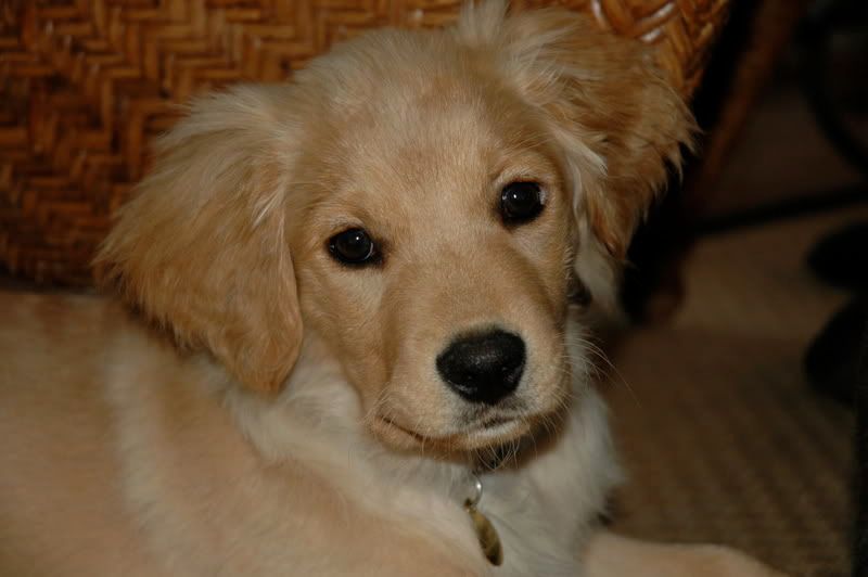 golden retriever behavior problems golden retriever aggression golden retriever aggression aggression behavior problems golden retriever behavior problems golden retriever aggression golden retriever aggression aggression behavior problems