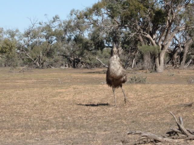 Aboriginal Habitat