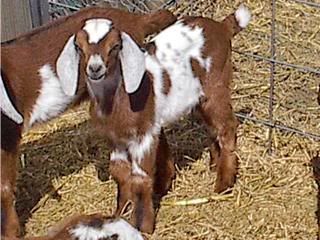 Jasper as a
                                    baby