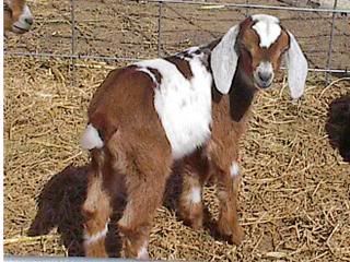 Jasper as a baby