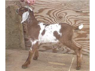 Jasper as a baby