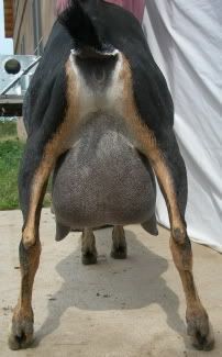 Misty's rear udder at 5 years old