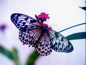 Butterfly World.jpg Pictures, Images and Photos