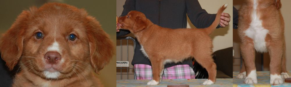 tollchester tollers