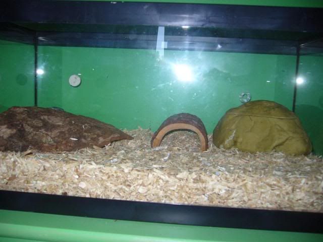 Corn Snake Vivarium Care And More Paw Talk Pet Forums