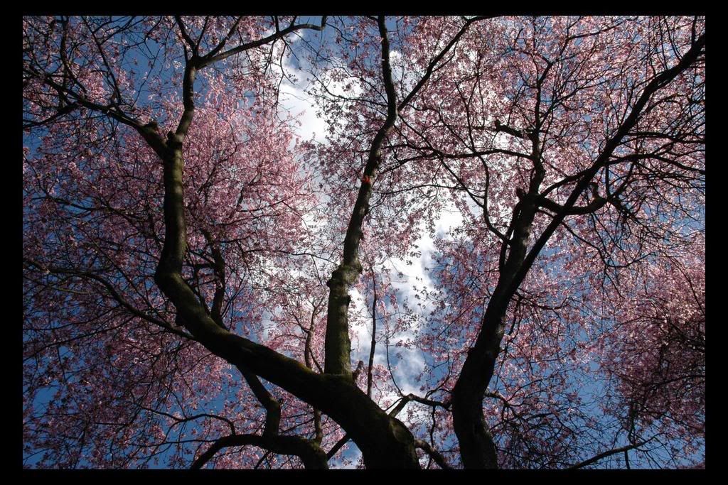 wallpaper spring trees. spring tree Image
