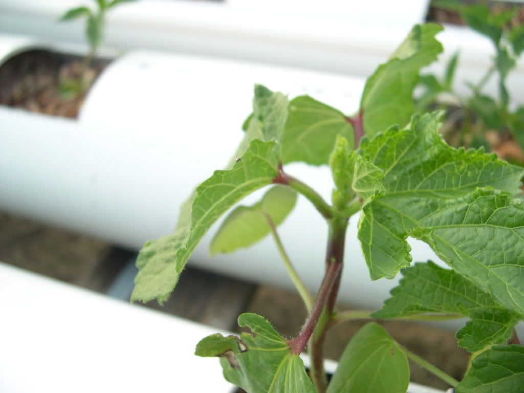 Thread: An Aquaponic Okie-grow, Hops/Veggies/Fish/Worms