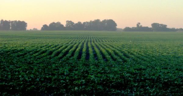 Soybean field, Buenos Aires Province, Argentina