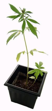 Planta de marihuana (Cannabis sativa)