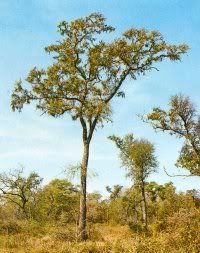 Quebracho tree