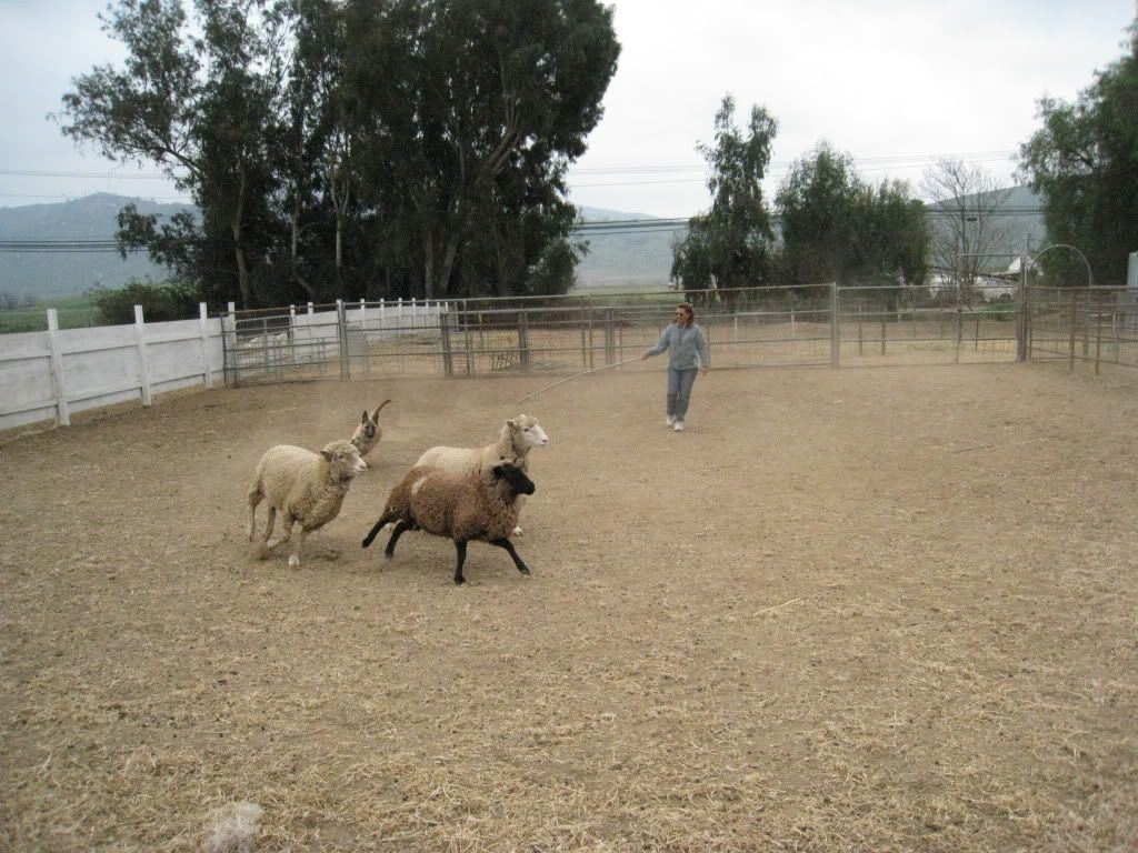 MilesBelgianMalinois2009117.jpg