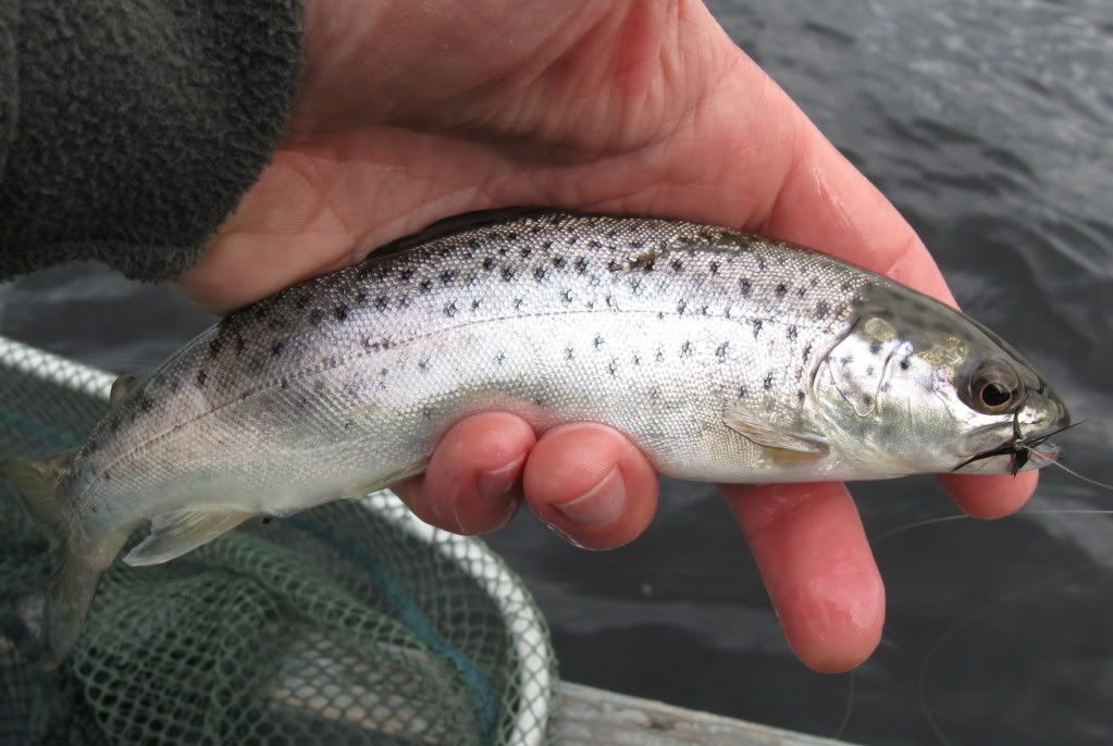 How to tell the difference between brown trout and sea trout