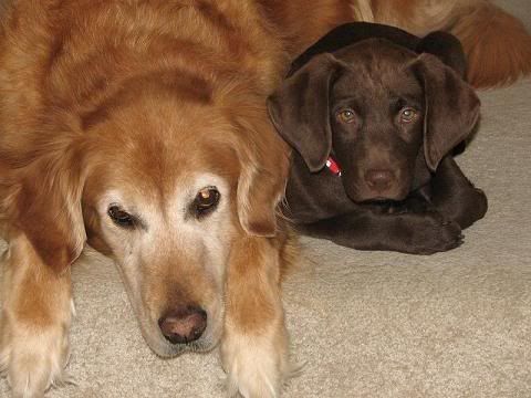 chocolate lab golden retriever mix puppies. The Golden Retriever#39;s