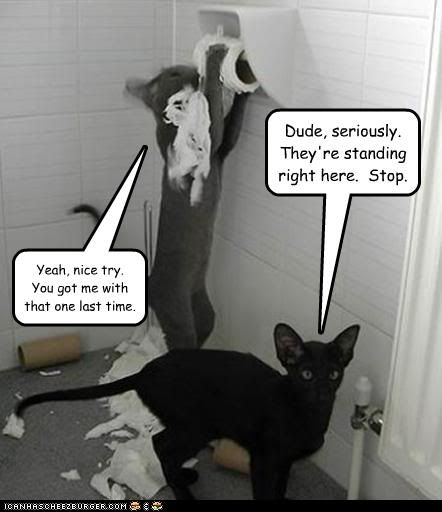 funny-pictures-cats-shred-toilet-pa.jpg