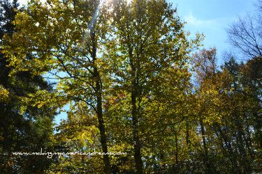 DSC_0923_zpscb513ea6