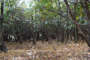 DSC_0951_zps40a324b2