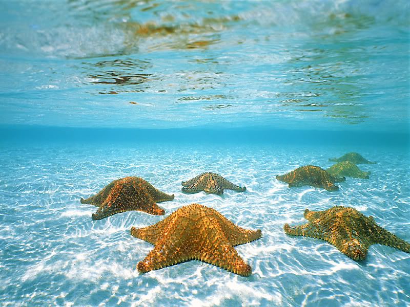Aquarium Wallpaper fish tank wallpaper. Aquarium Wallpaper