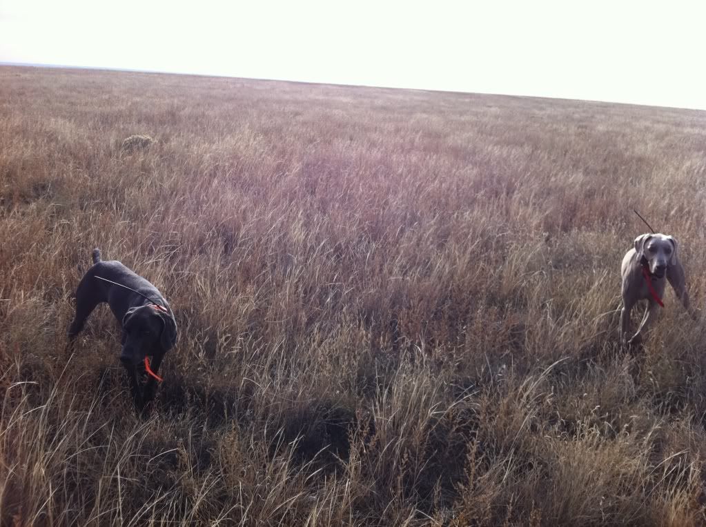 pheasantview.jpg