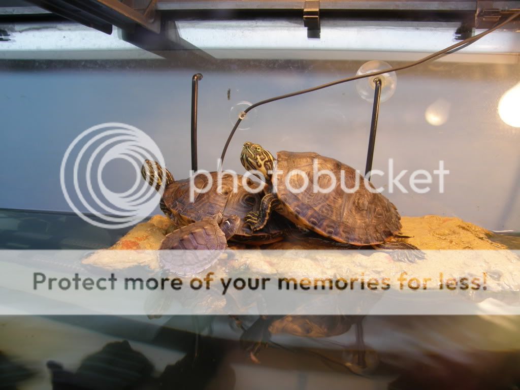 Scotland - Turtles for sale/swap | Reptile Forums